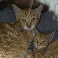 Photo of Ivy ** 2nd Chance Cat Rescue**