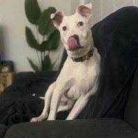 Photo of Bruno