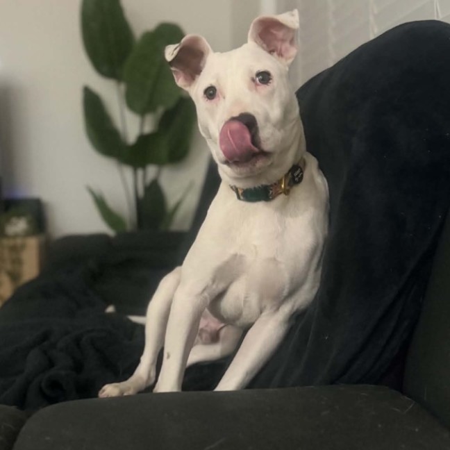 Photo of Bruno