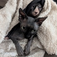 Photo of (Kat) Von D