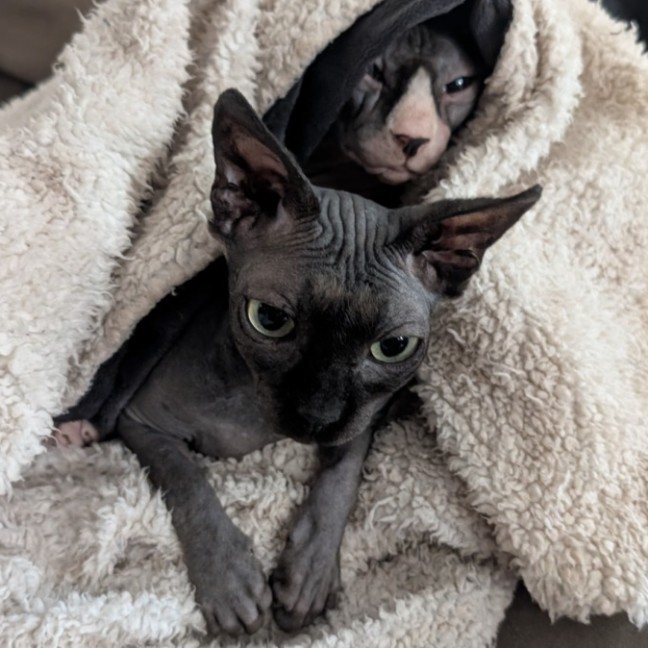 Photo of (Kat) Von D