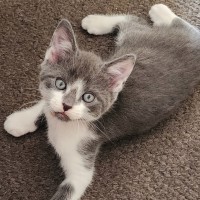 Photo of Beau (Mr Bojangles)