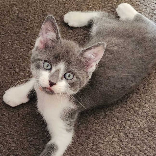 Photo of Beau (Mr Bojangles)