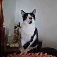 Photo of April**2nd Chance Cat Rescue**