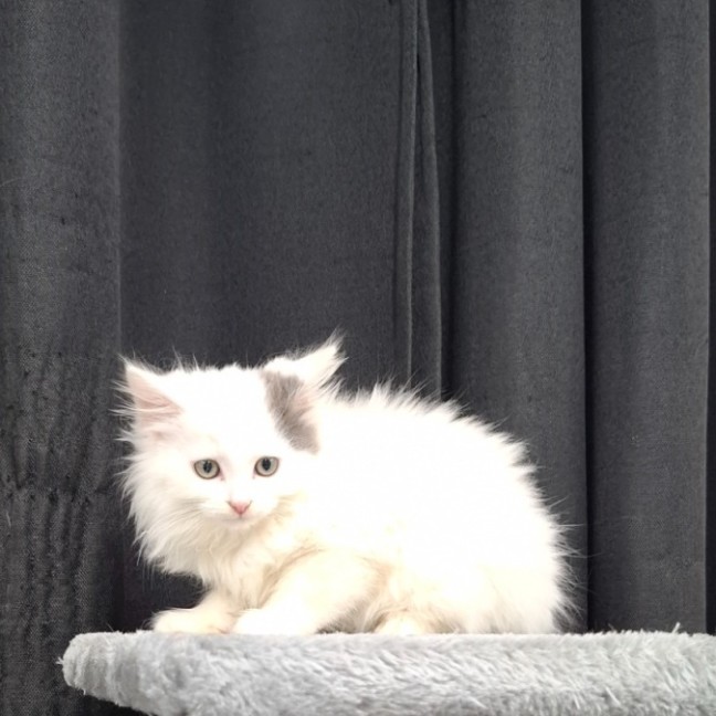 Photo of Vanilla