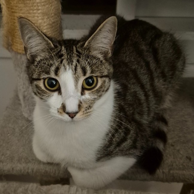 Photo of Rome **2nd Chance Cat Rescue**