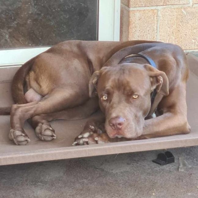Photo of Milo