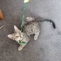 Photo of Olive