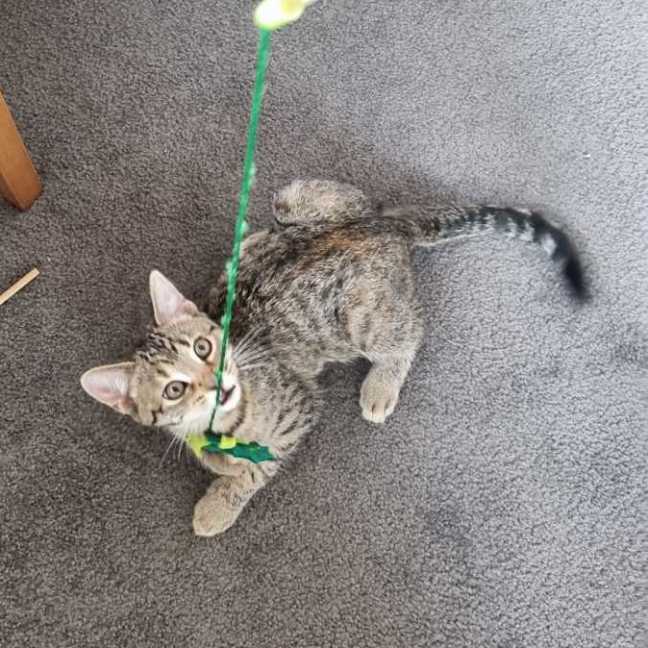 Photo of Olive