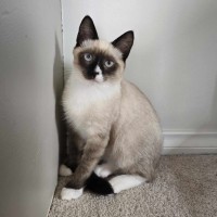 Photo of 🤎 Dash 🤎