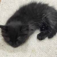 Photo of Nova