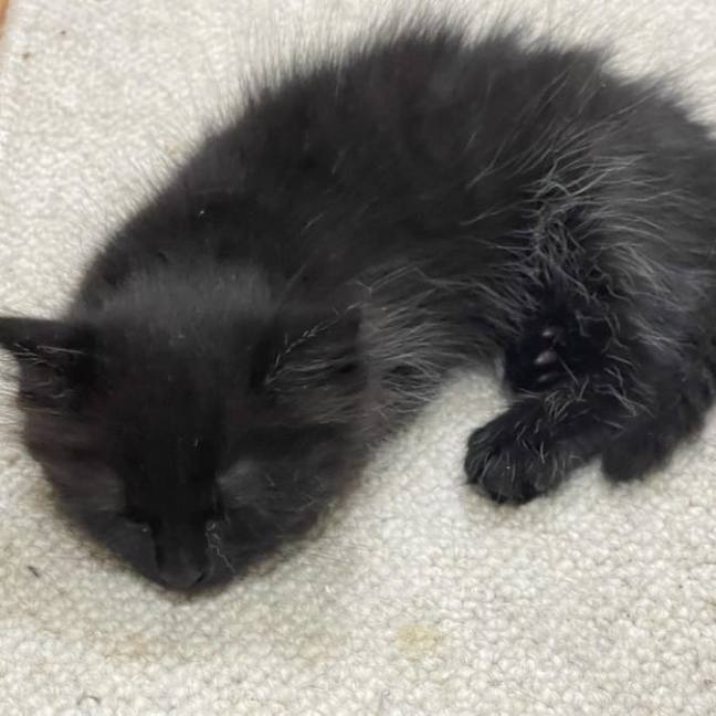 Photo of Nova