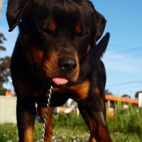 Photo of Harley
