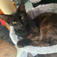 Photo of Ivy