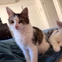 Photo of Honey & Pickle
