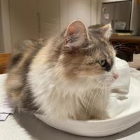 Photo of June (Juniper)