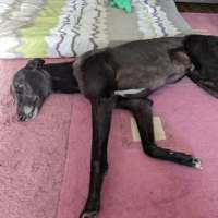 Photo of Blakey, The Greyhound