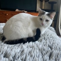 Photo of Chai Latte *9 Lives Project Rescue*