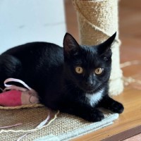 Photo of 🌺 Poppy 🌺