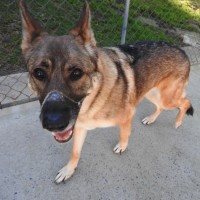 Photo of Trigger