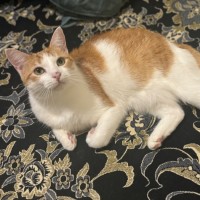 Photo of Ariel **2nd Chance Cat Rescue**