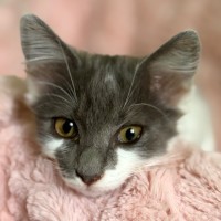 Photo of 🩷 Coco 🩷