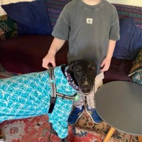 Photo of Fonzie, The Greyhound 