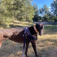 Photo of Jojo, The Greyhound 