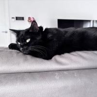 Photo of Stella