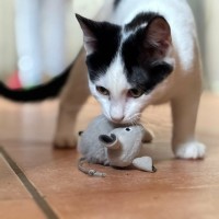 Photo of 🎀 Ribbon 🎀