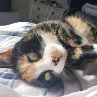Photo of Lily