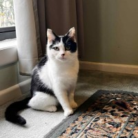 Photo of Ayla * 9 Lives Project Rescue*