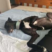 Photo of Chelsea, The Greyhound