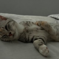 Photo of Katniss And Berlioz