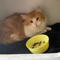 Photo of Merlin