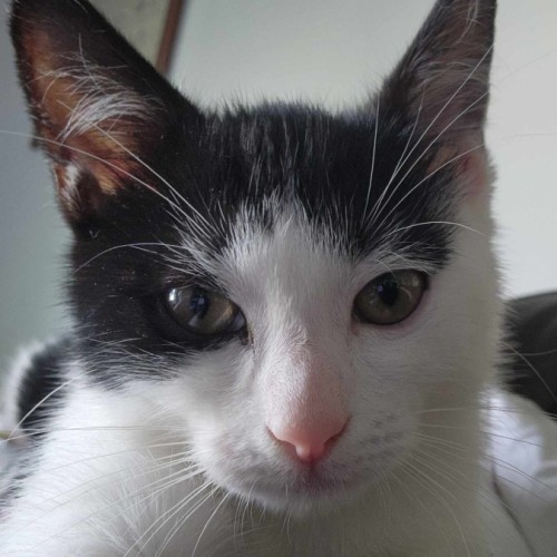 Oopsies - Domestic Short Hair (DSH) Cat