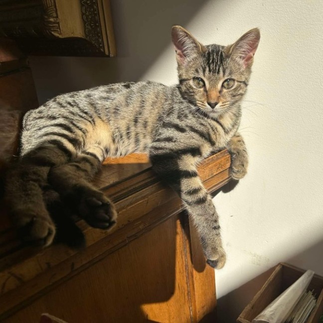 Photo of Orion