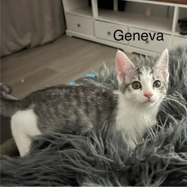 Photo of Geneva