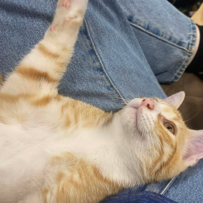 Photo of Marmalade (Located 60k North Of Melb Cbd)