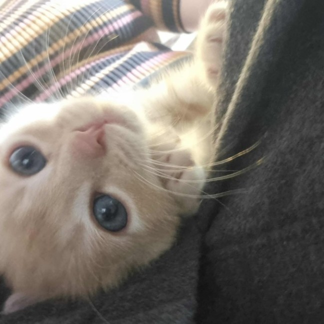 Photo of Pumpkin   Located In Preston