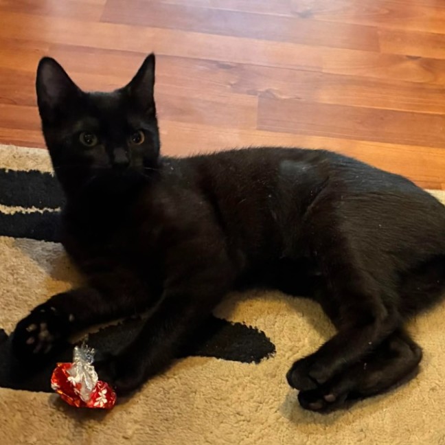 Photo of Onyx   In Foster Care In Eltham