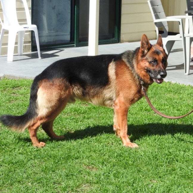 Photo of Max   4 Year Old