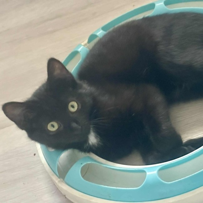 Photo of Cosmo