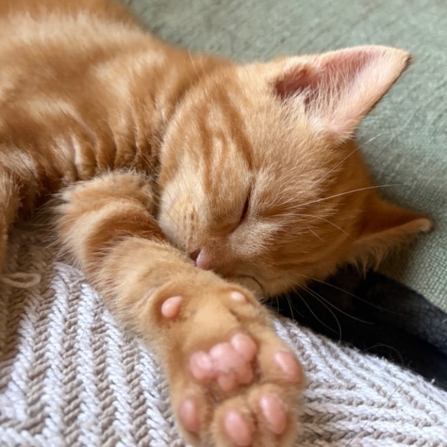 Photo of Brax 🧡🐱🧡