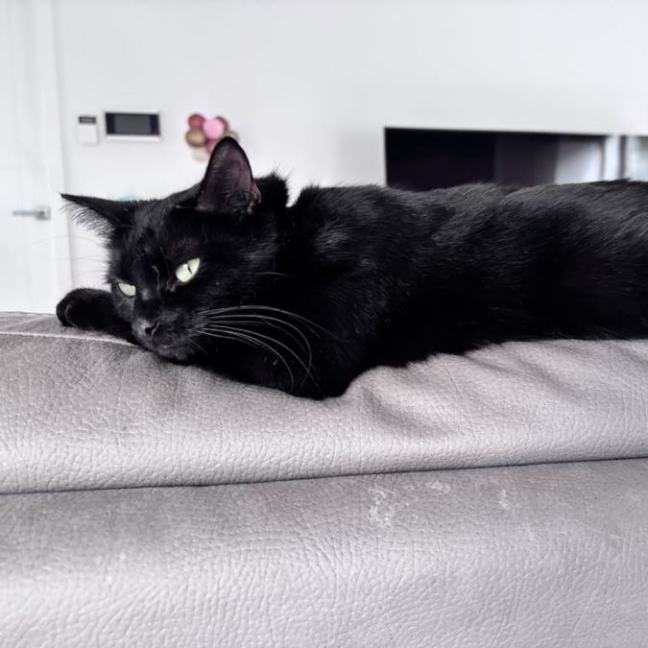 Photo of Stella