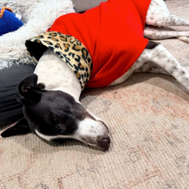 Photo of Billie, The Greyhound