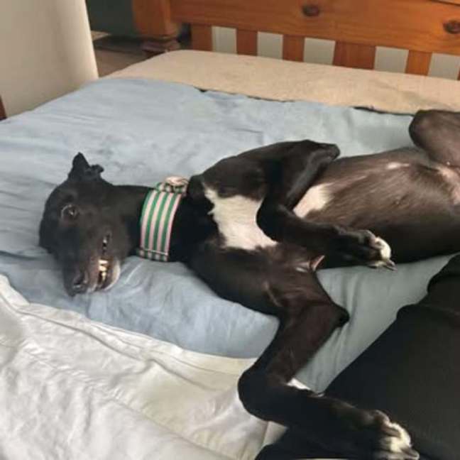 Photo of Chelsea, The Greyhound