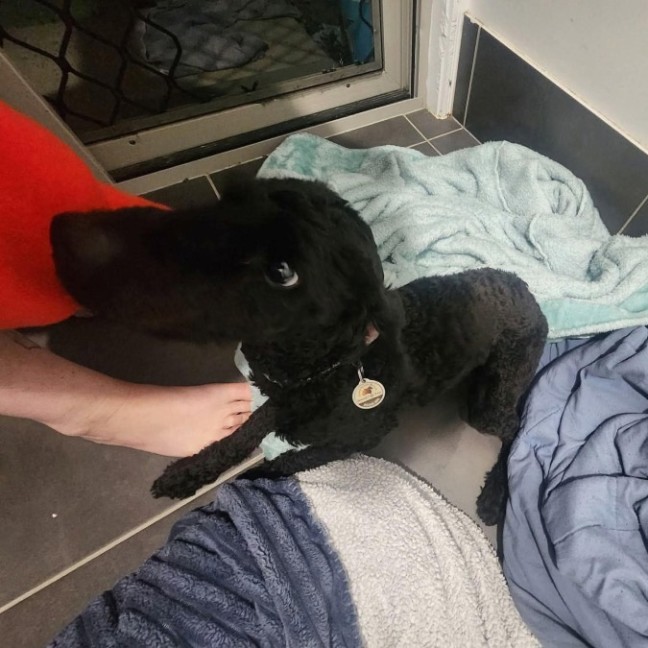 Photo of Shadow