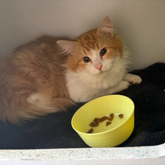 Photo of Merlin