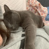 Photo of Charlie   Urgent   Foster Home Needed